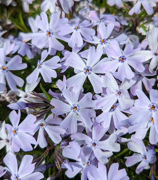 Phlox 'Spring Blue'