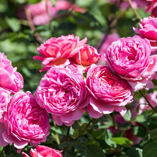 Princess Alexandra of Kent™ David Austin Rose