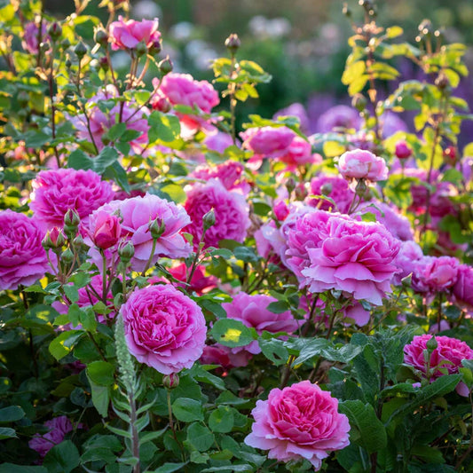 Princess Alexandra of Kent™ David Austin Rose