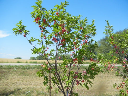 Prunus 'Toka' (Plum)-Semi dwarf