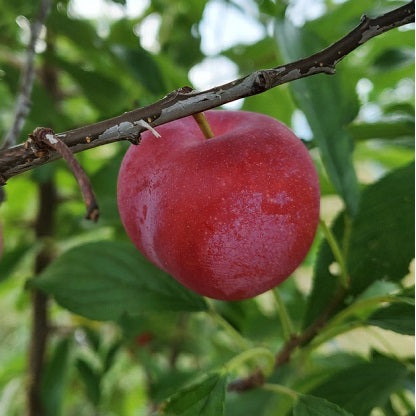 Prunus 'Toka' (Plum)-Semi dwarf