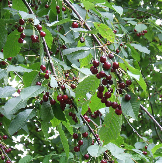 Cherry Fruit Tree Rainier