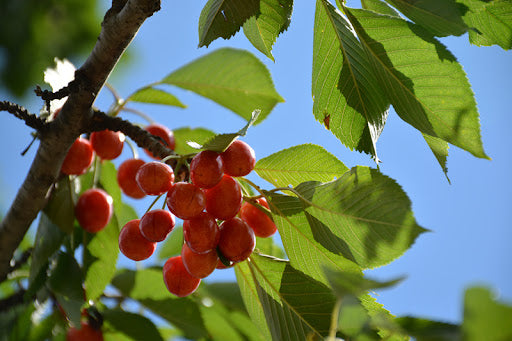 Cherry Fruit Tree Rainier