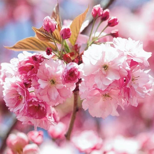 Kwanzan Cherry