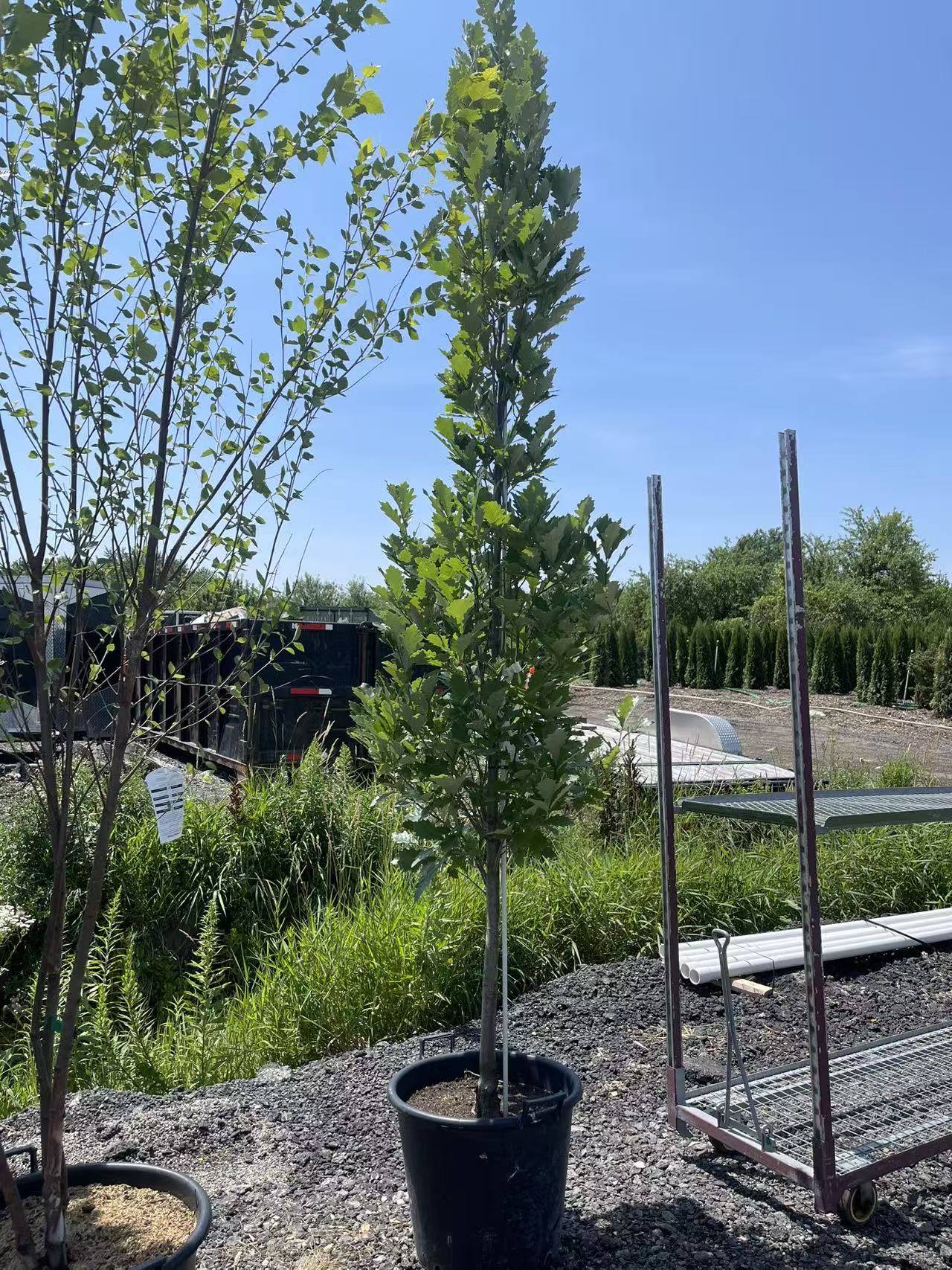 Quercus x warei Oak 'Regal Prince' (Long)