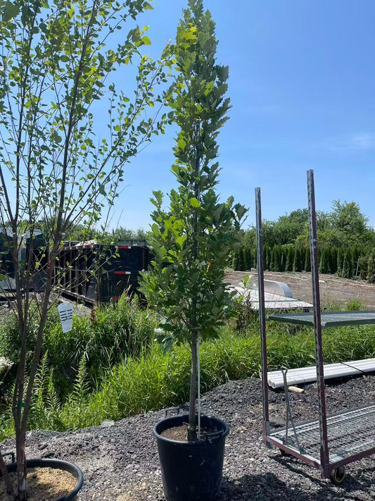 Quercus x warei Oak 'Regal Prince' (Long)