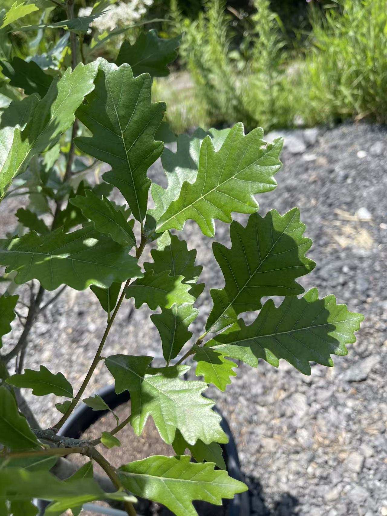 Quercus x warei Oak 'Regal Prince' (Long)
