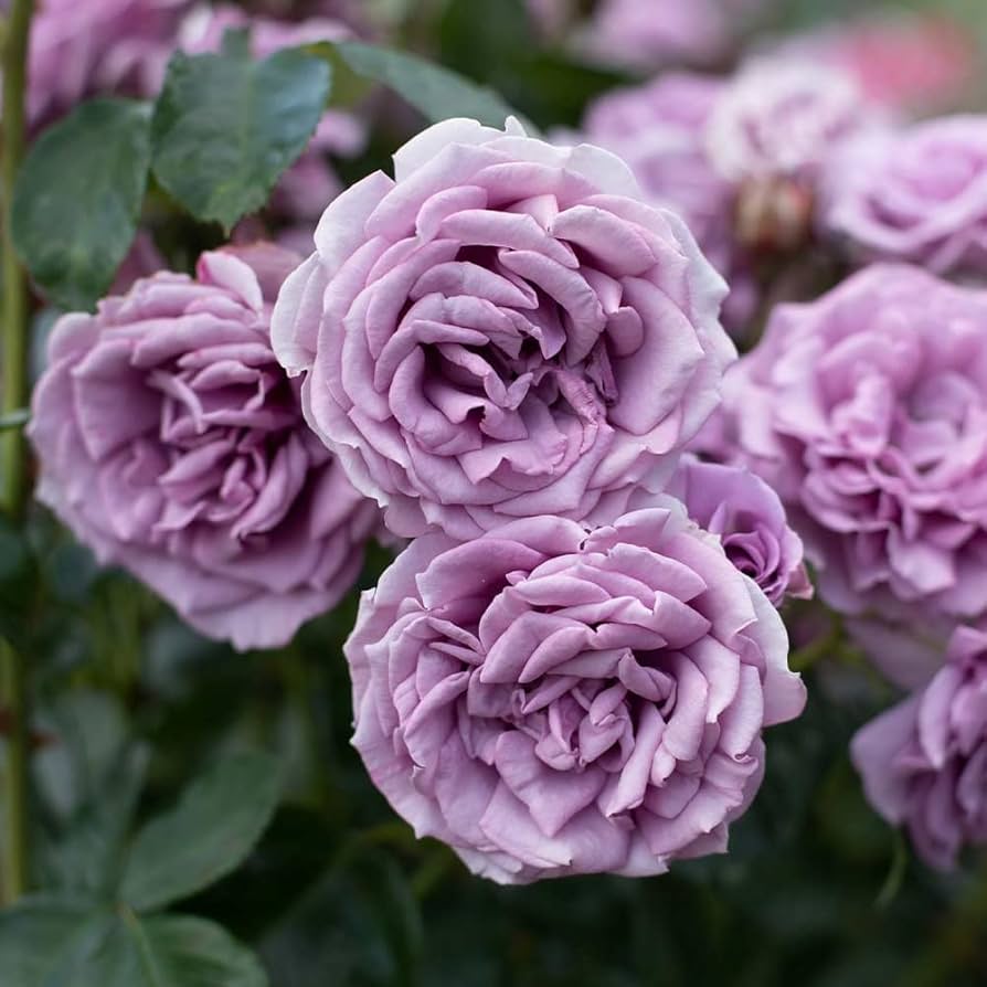 Rose Plants for Sale Toronto | David Austin, Climbing & Garden