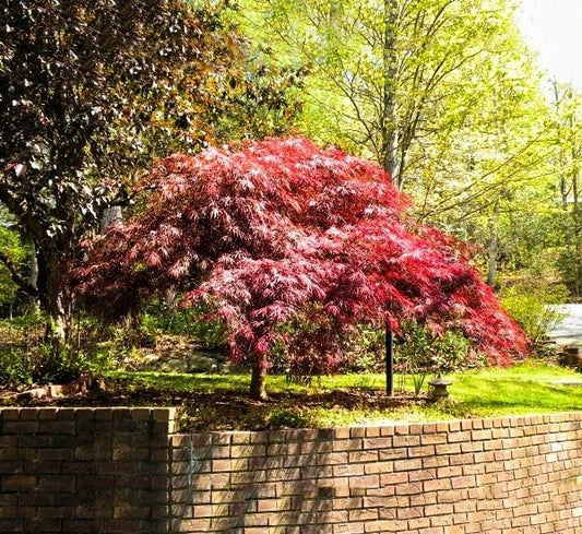 Acer Palmatum Dissectum 'Red Dragon'