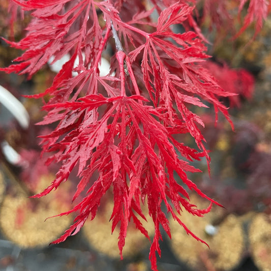 Acer Palmatum Dissectum 'Red Dragon'