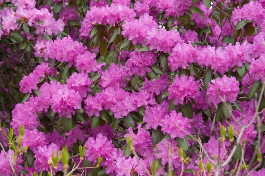 P.J.M. Elite Rhododendron