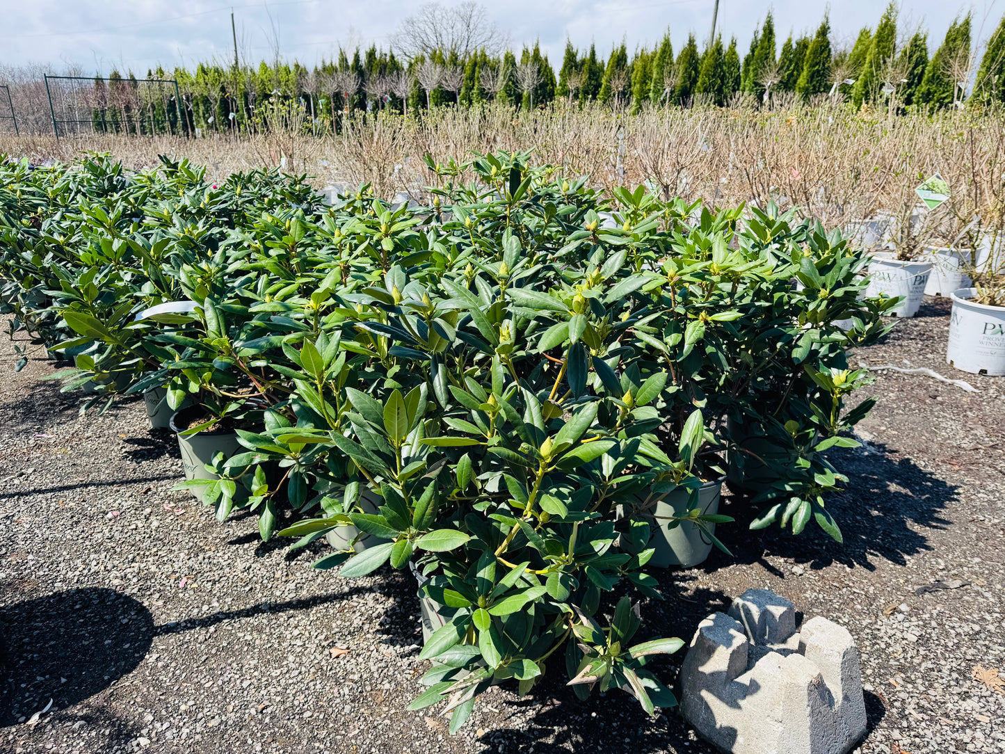 Roseum Elegans Pink Rhododendron