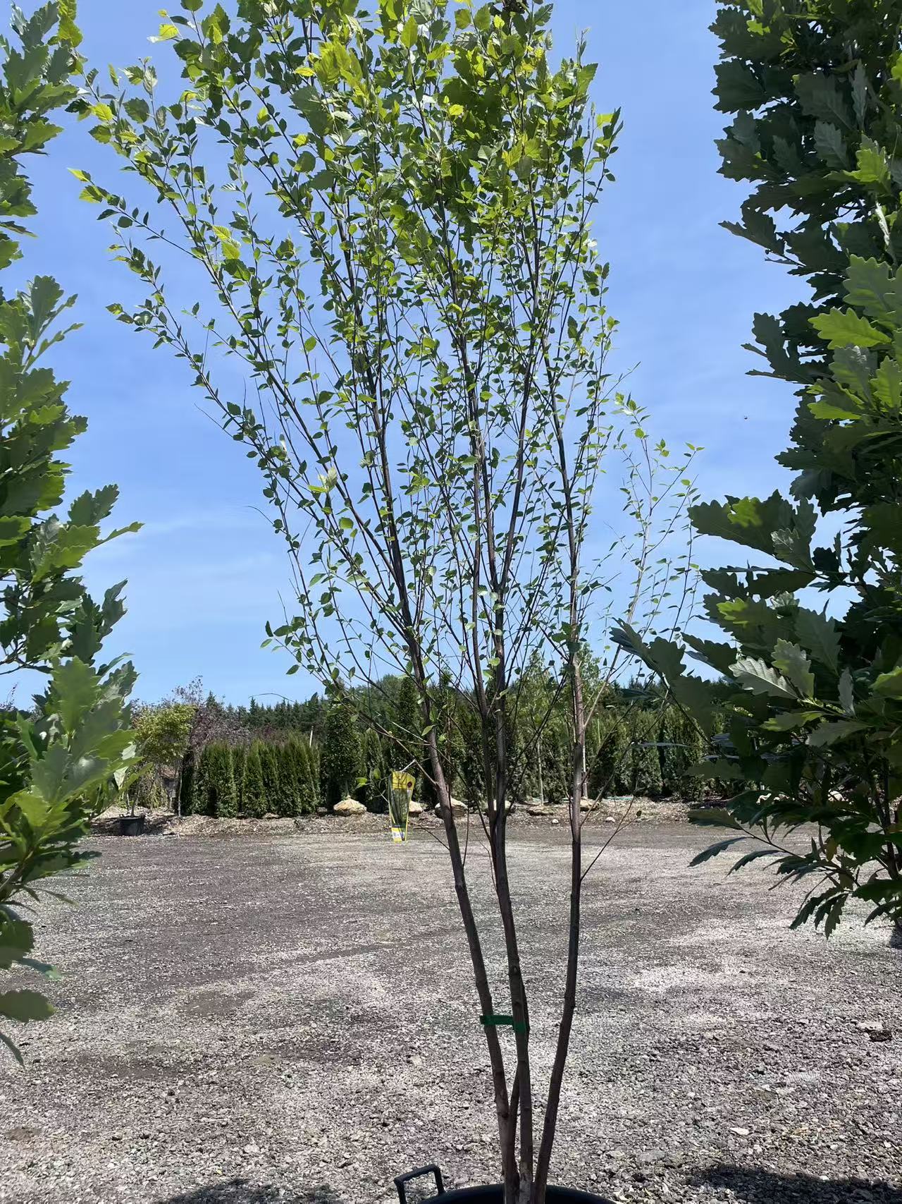 River Birch - Clumps