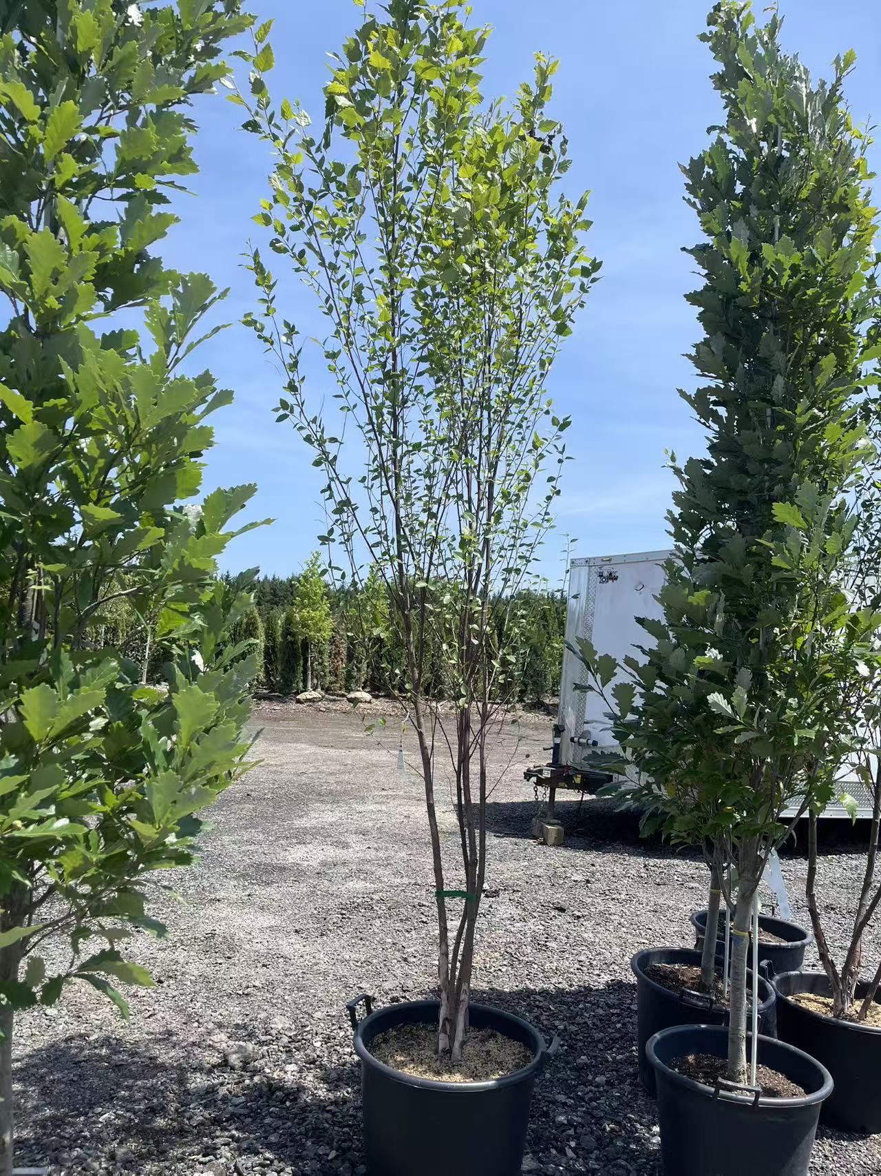 River Birch - Clumps