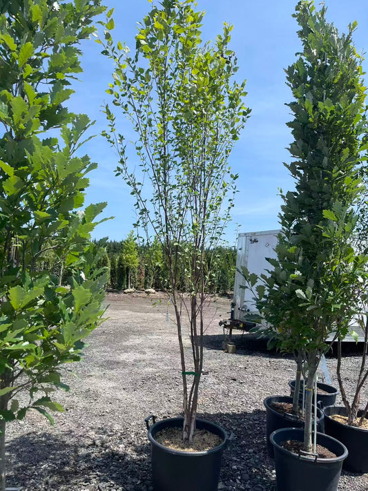River Birch - Clumps