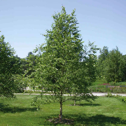 River Birch - Single stem