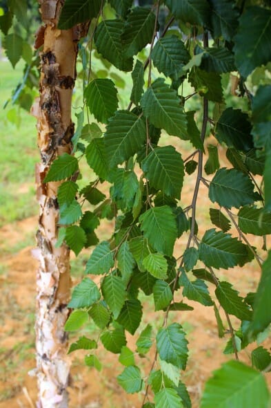 River Birch - Single stem