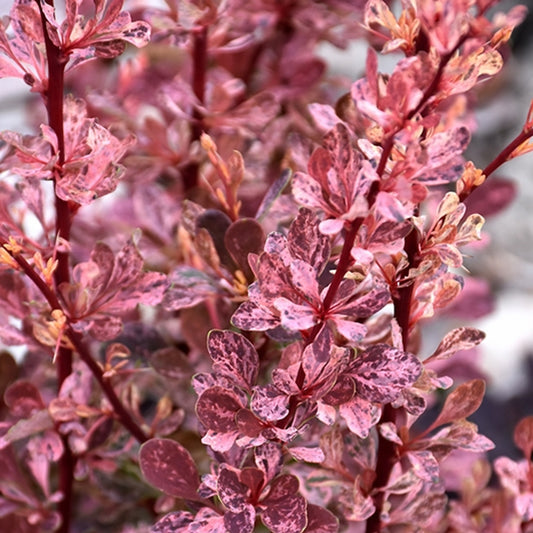 Rose Glow Barberry