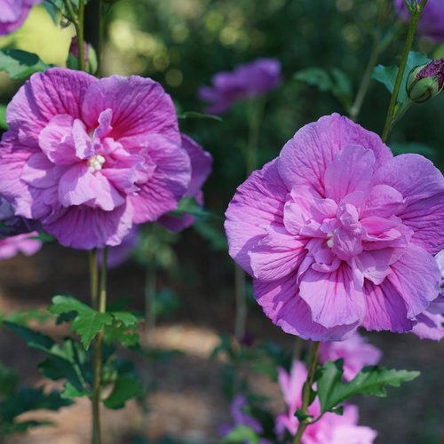 Rose of Sharon Lavender Chiffon Tree
