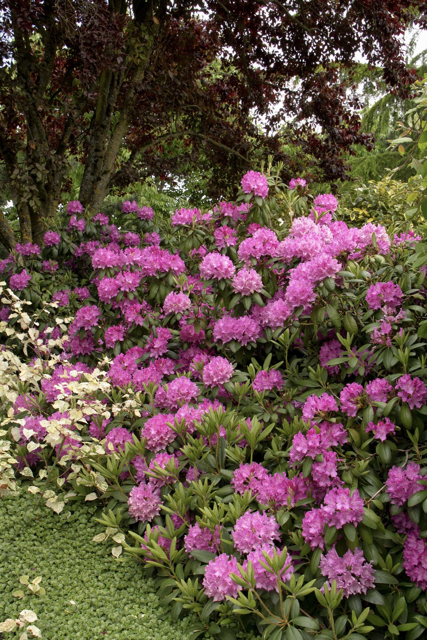 Roseum Elegans Pink Rhododendron