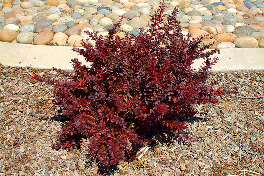 Royal Burgundy Barberry
