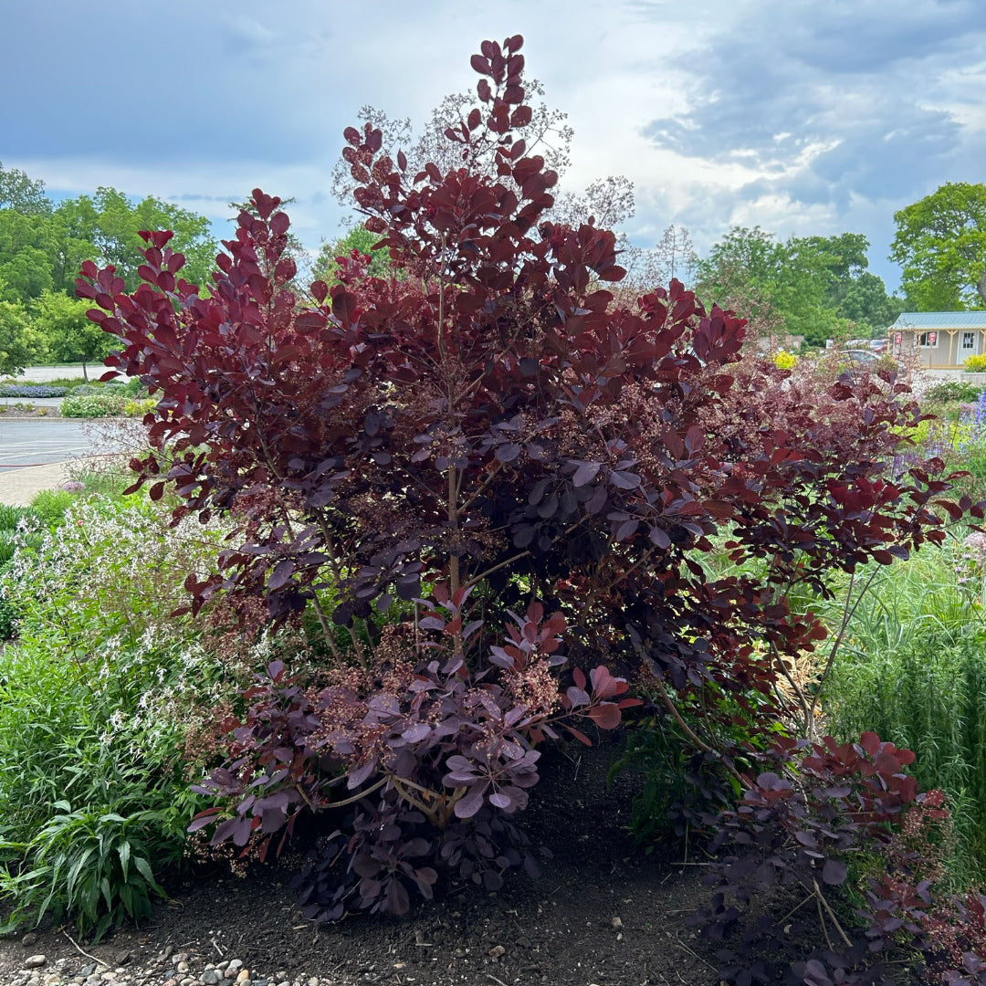Royal Purple Smokebush