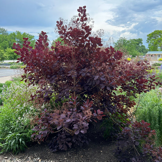 Royal Purple Smokebush