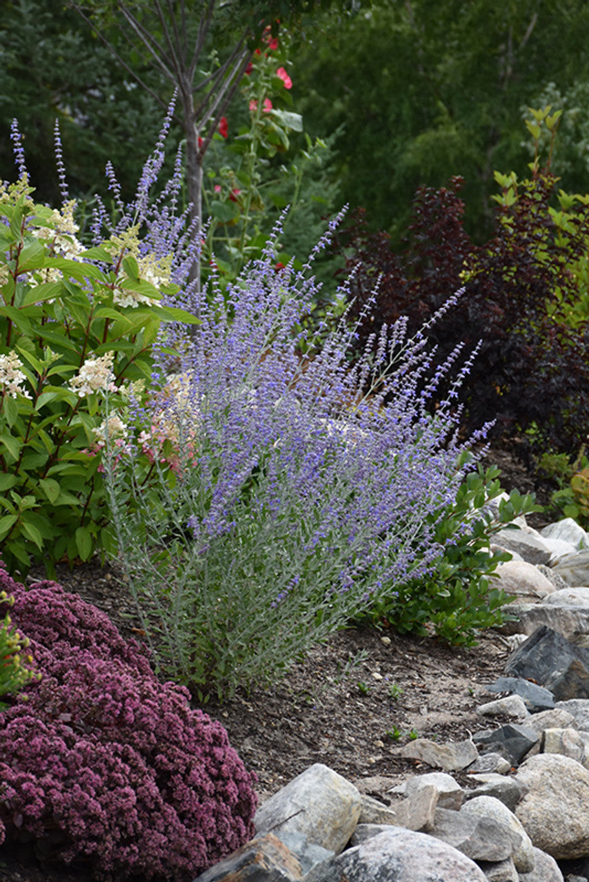 Perennial Plants for Sale Toronto | Hosta, Lavender, Peonies
