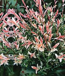 Flamingo Dappled Willow