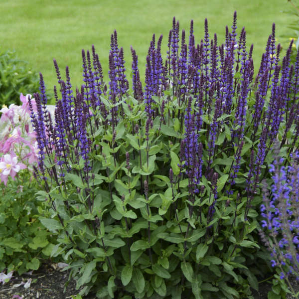 Salvia Caradonna
