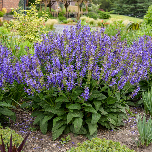 Salvia Living Large® ‘Big Sky’ PW