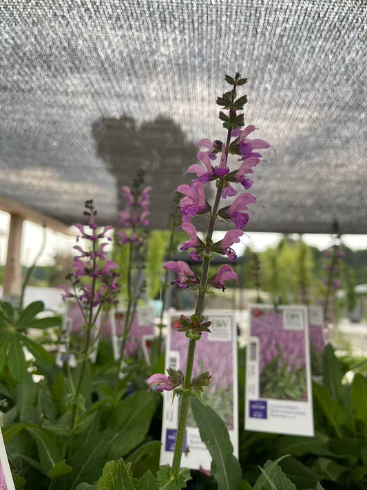 Salvia 'Back to the Fuchsia'