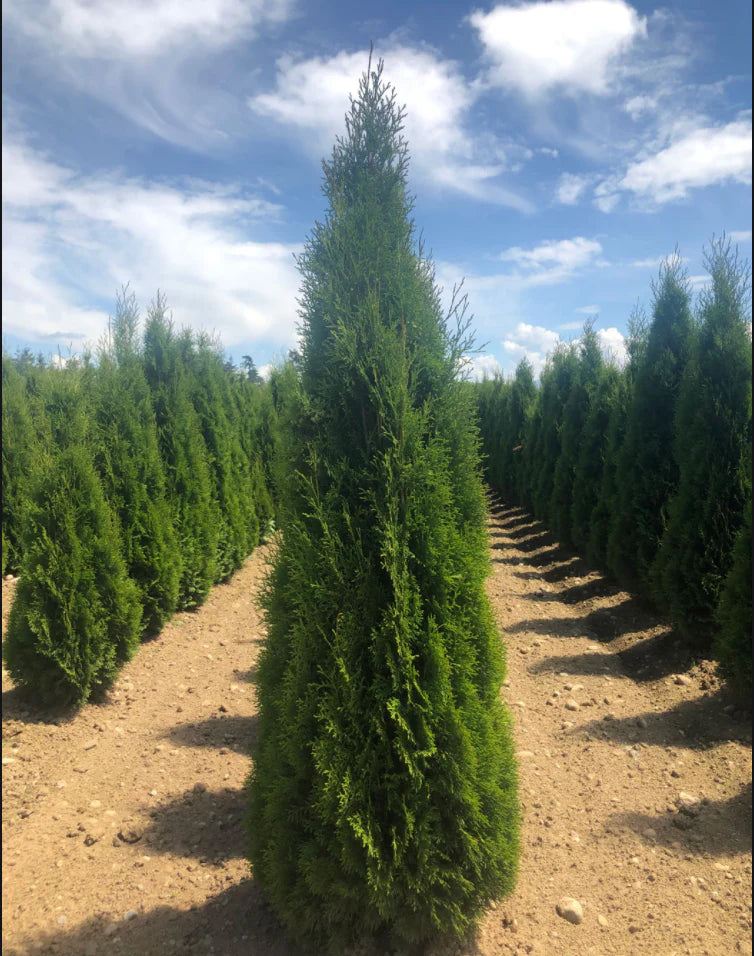 9-10 Ft Emerald Cedar