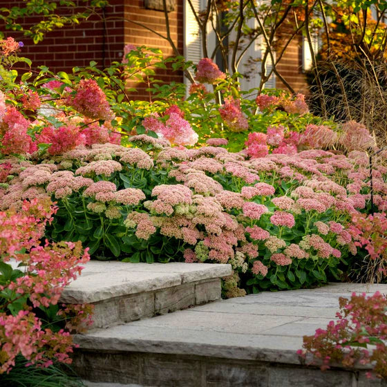 Sedum 'Autumn Joy'
