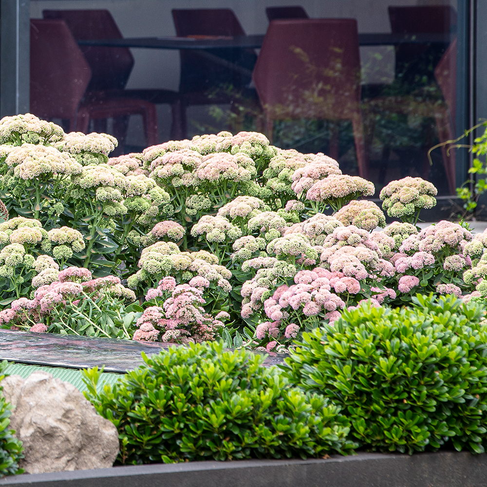 Sedum 'Autumn Joy'