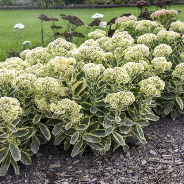 Sedum 'Frosted fire'