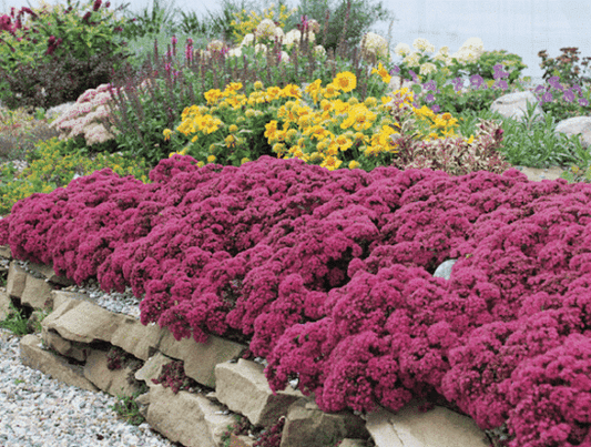 Sedum Sunsparkler 'Dazzleberry'