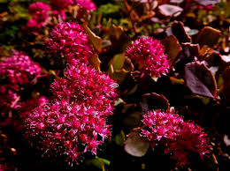 Sedum Sunsparkler 'Dazzleberry'