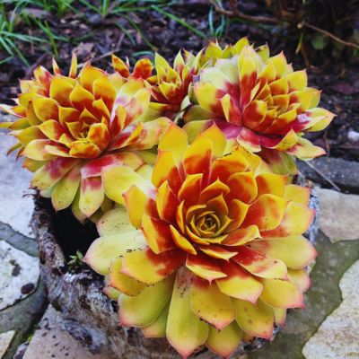 Perennial Plants for Sale Toronto | Hosta, Lavender, Peonies