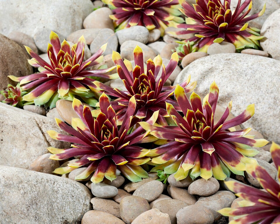 Perennial Plants for Sale Toronto | Hosta, Lavender, Peonies Perennial Plants for Sale Toronto | Hosta, Lavender, Peonies