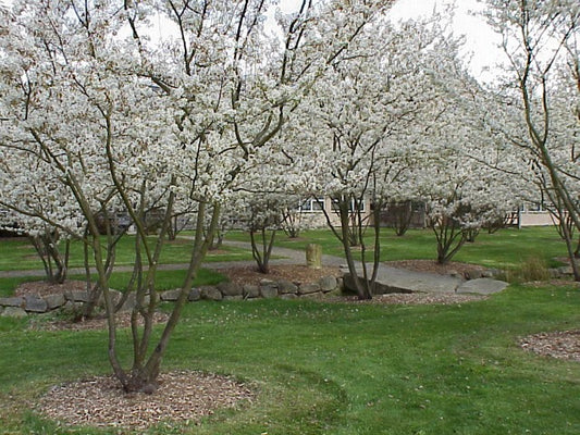 Serviceberry Tree Form