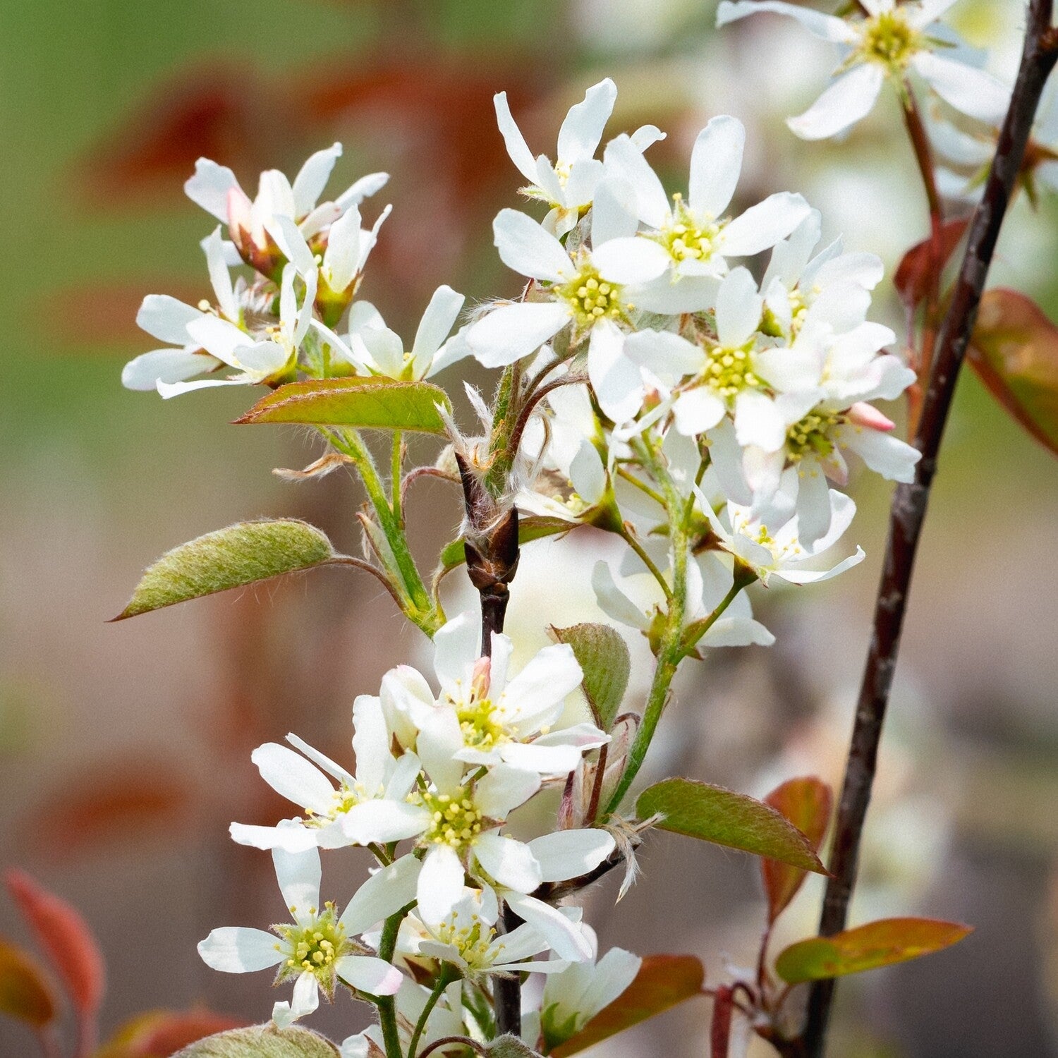 Trees for Sale Toronto | Japanese Maple, Shade & Flowering Trees