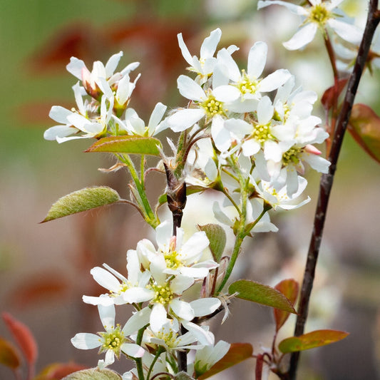 Serviceberry Tree Form