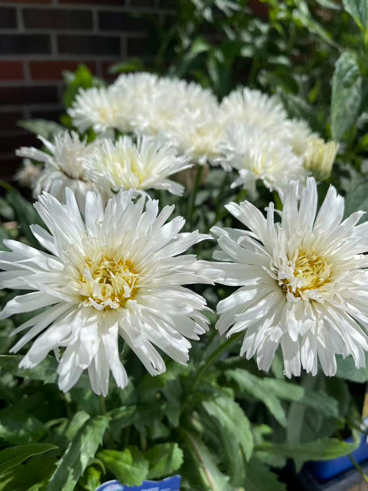Shasta Daisy ‘Mt. Hood’
