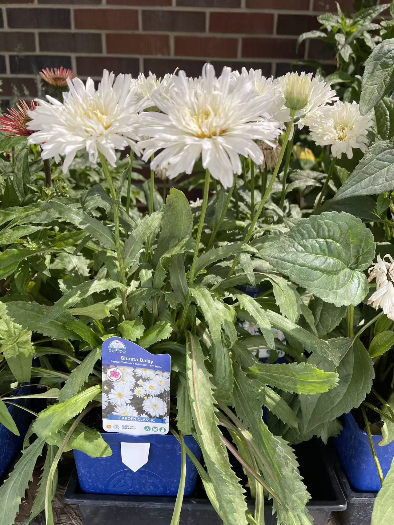 Shasta Daisy ‘Mt. Hood’