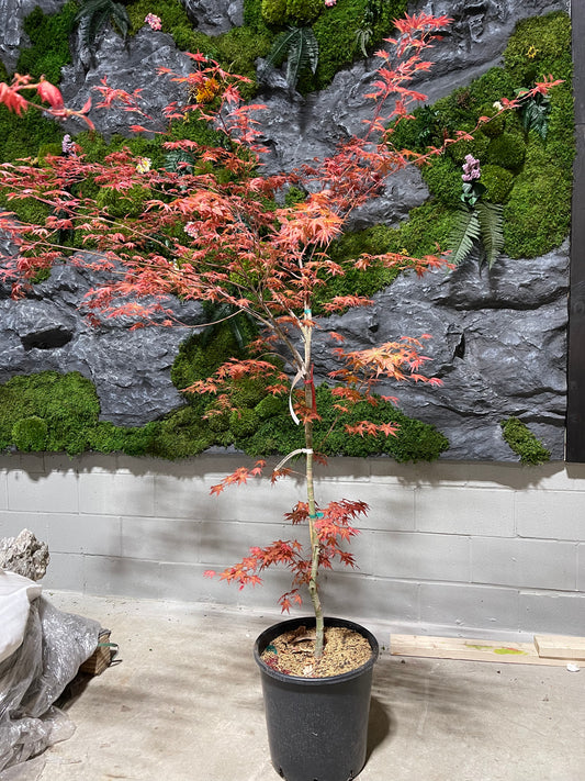 Acer Palmatum 'Shindeshojo'