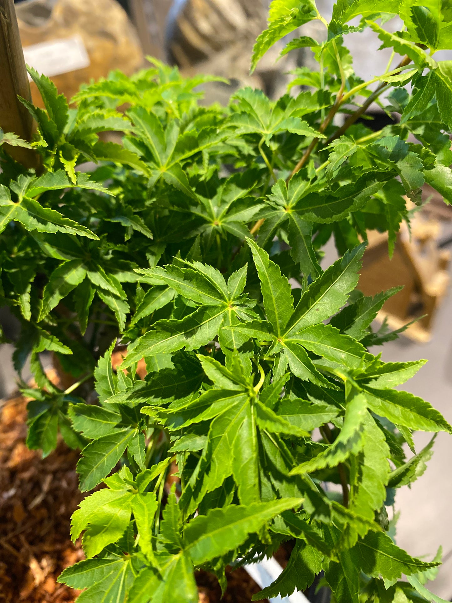 Acer Palmatum Shishigashira