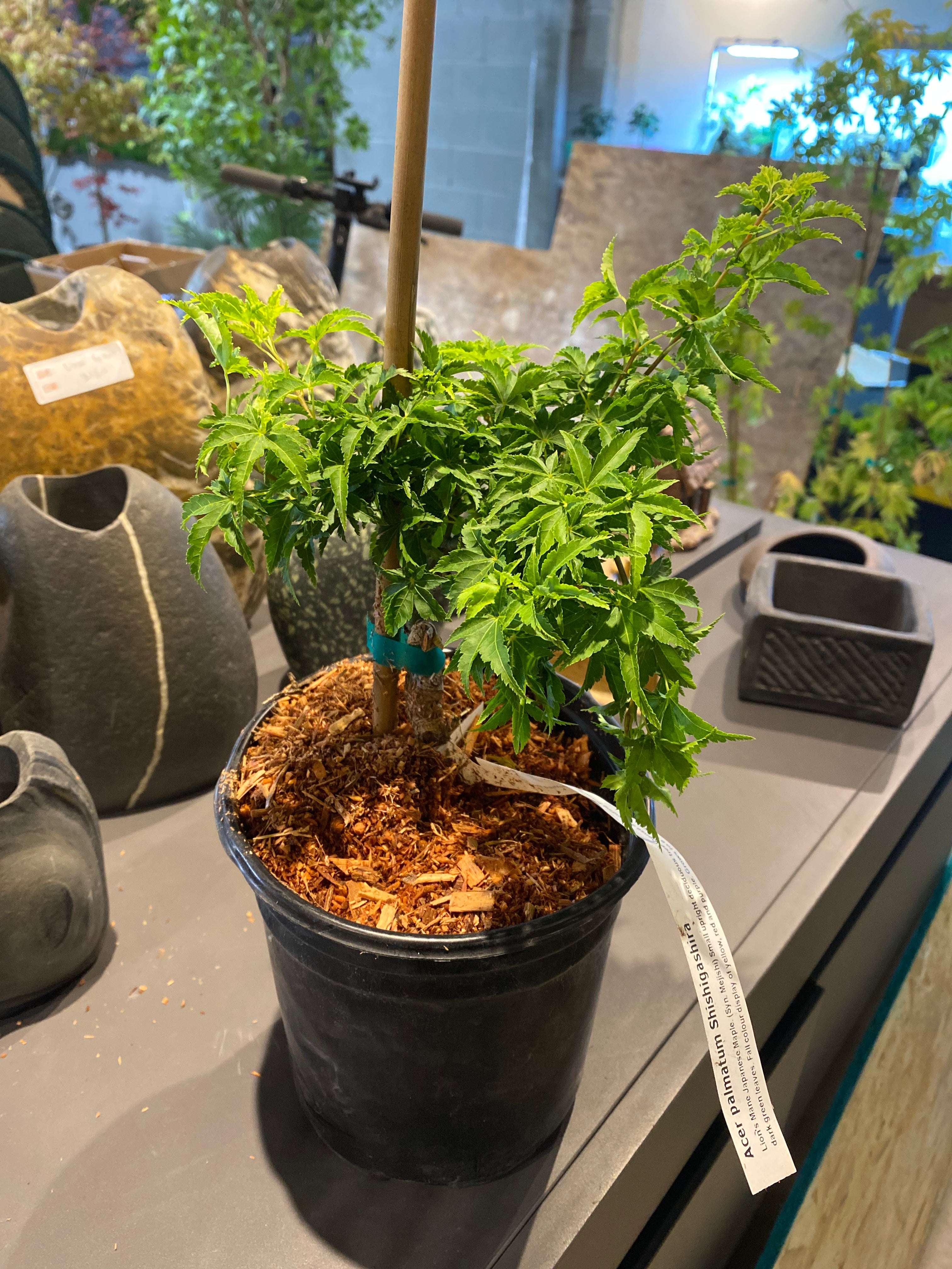 Specialty Japanese Maple – Page 2 – zforcefarm