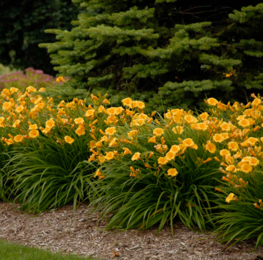 Daylily Stella D'oro