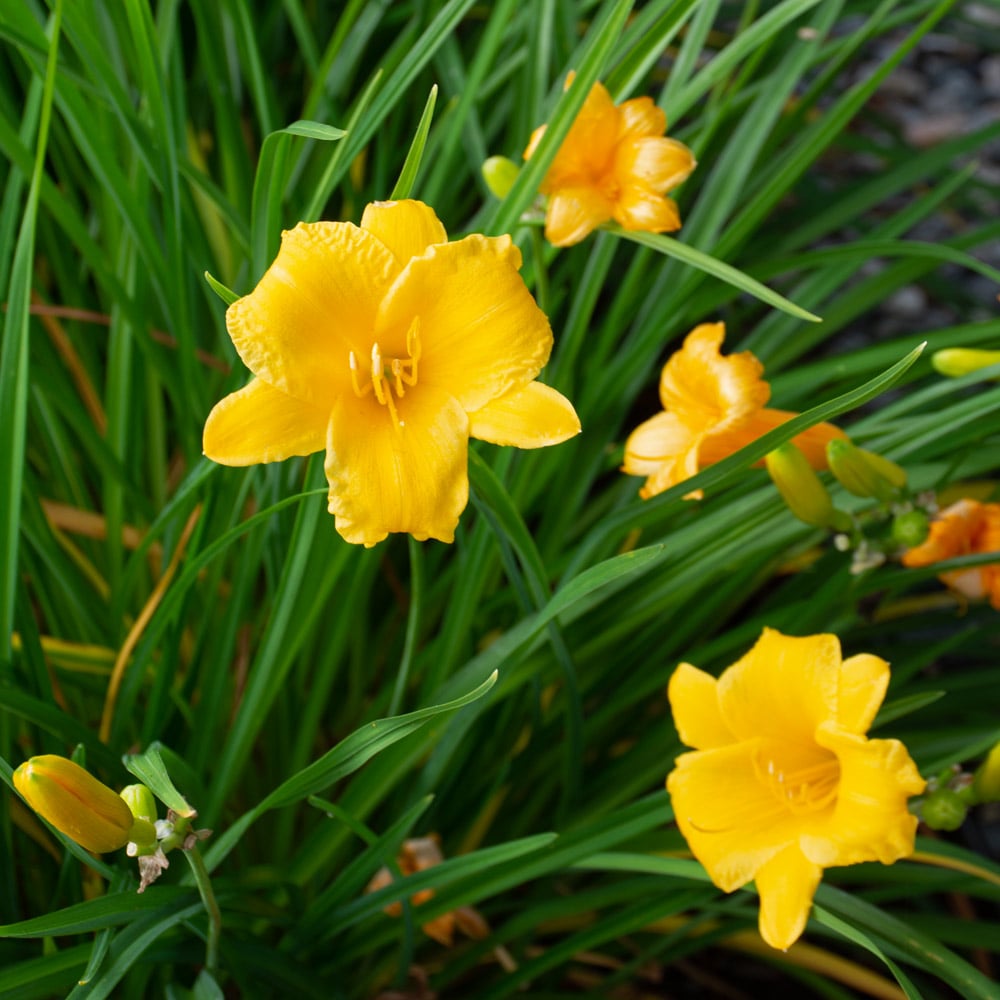 Daylily Stella D'oro